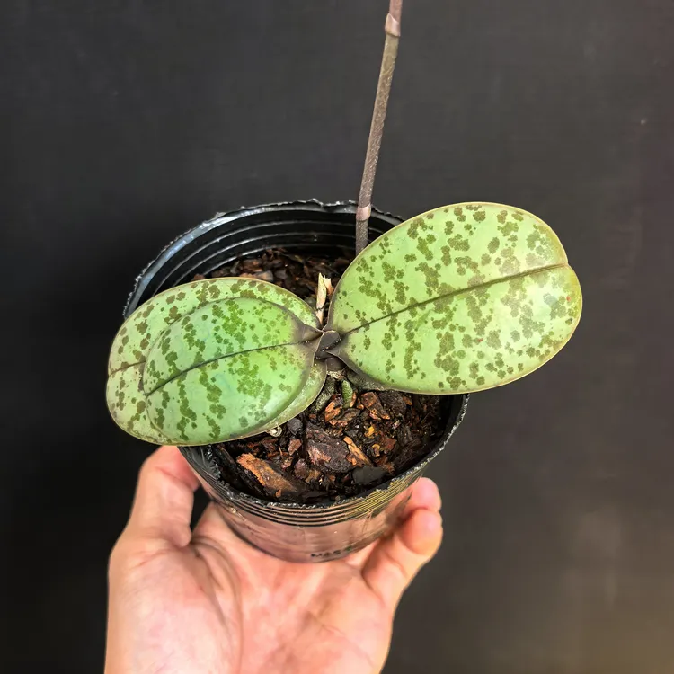 西雷利蝴蝶兰带香味绿植盆栽花卉室内好养