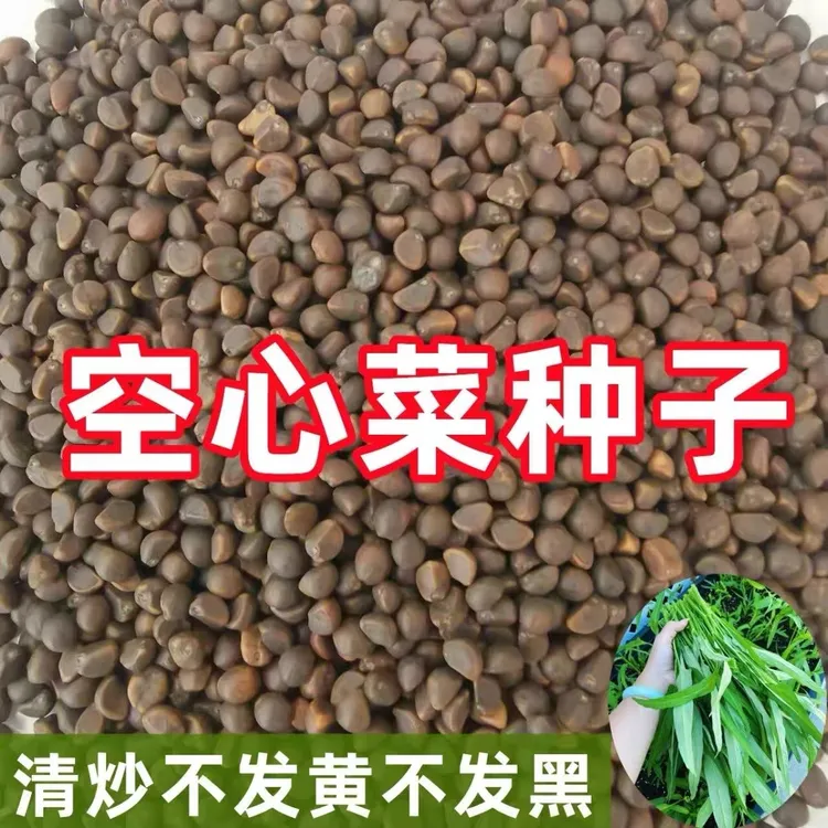 竹叶空心菜中叶种籽易种种籽竹叶菜多次采收四季盆栽播种蔬菜种子