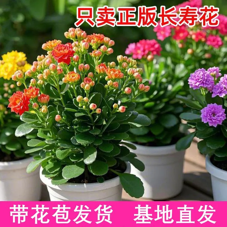 重瓣长寿花带花苞盆栽大花苗耐热耐寒开花苗室内花卉绿植易养植物
