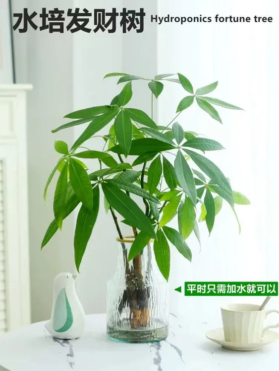 发财树小盆栽花卉水培植物客厅桌面绿植室内四季招财树办公室好养