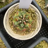 339-0223脱土发一加一多肉