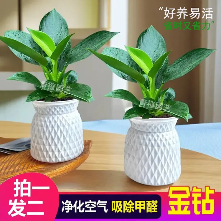 【买一送一】金钻绿公主客厅美观室内绿植土培盆栽四季常青