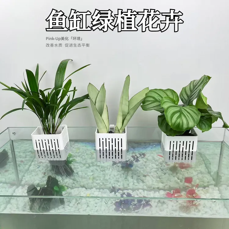 带鱼缸壁挂水培植物篮植物发财树辫子室内发财树水培花卉室内水养