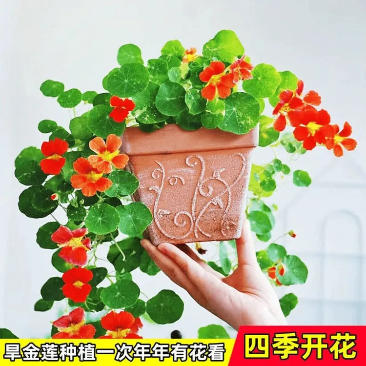 旱金莲种子旱荷花籽垂吊爬藤庭院室内阳台盆栽易活多年生花种子孑