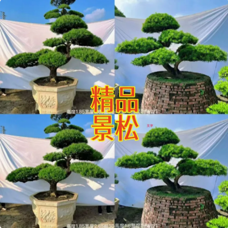 黑松造型树精品罗汉松大树庭院造型树盆景迎客松高端别墅罗汉松