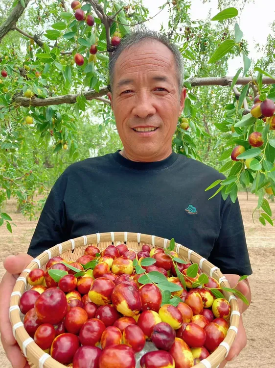 【送礼专用】老高家2025年头茬稷山板枣鲜枣硬枣现摘现发