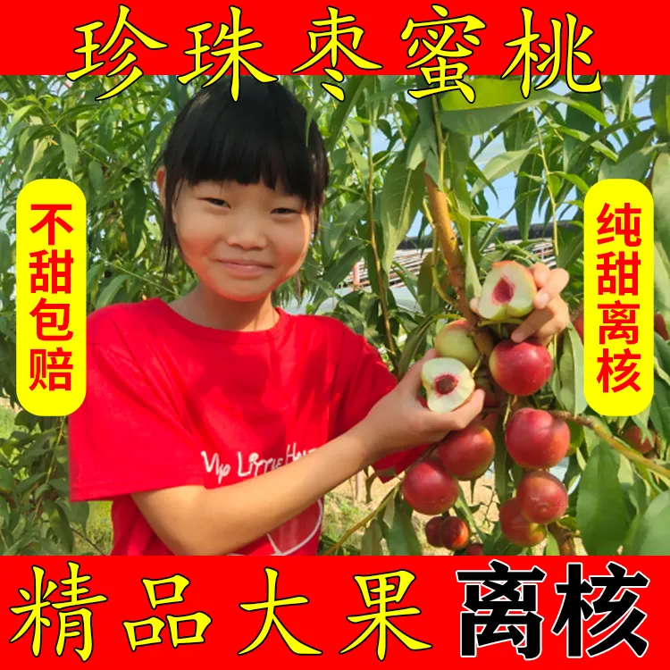 现货顺丰珍珠枣油桃新疆枣蜜桃新鲜孕妇水果纯甜离核红心小油桃