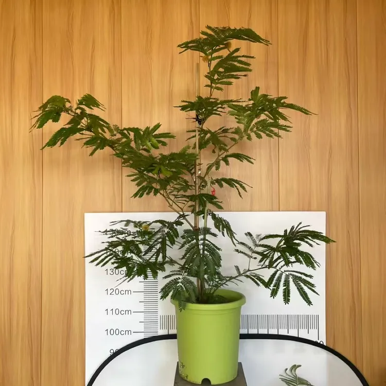 【一物一拍 特大苗专拍】基地直发 密叶猴耳环耐阴好养四季常青