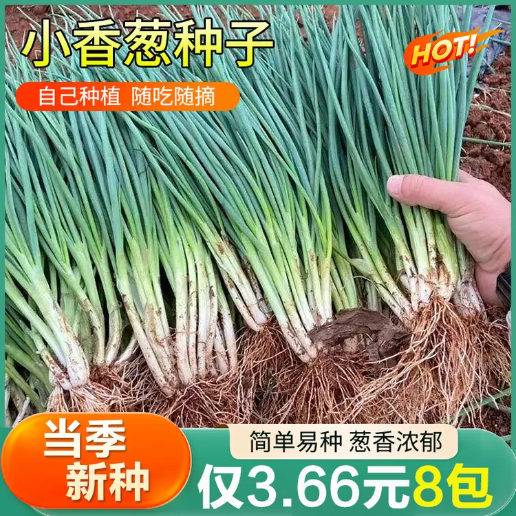 【8包】四季小香葱种子四季易种小香葱阳台室内盆栽家庭