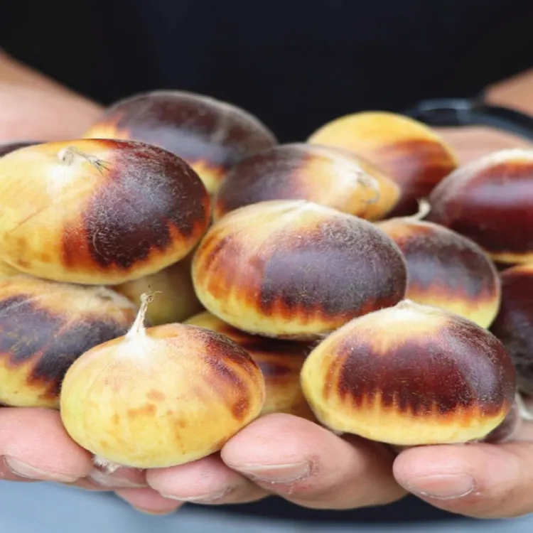 「中通包邮新鲜下树大果」信阳农家老品种大果毛板栗即食生板栗