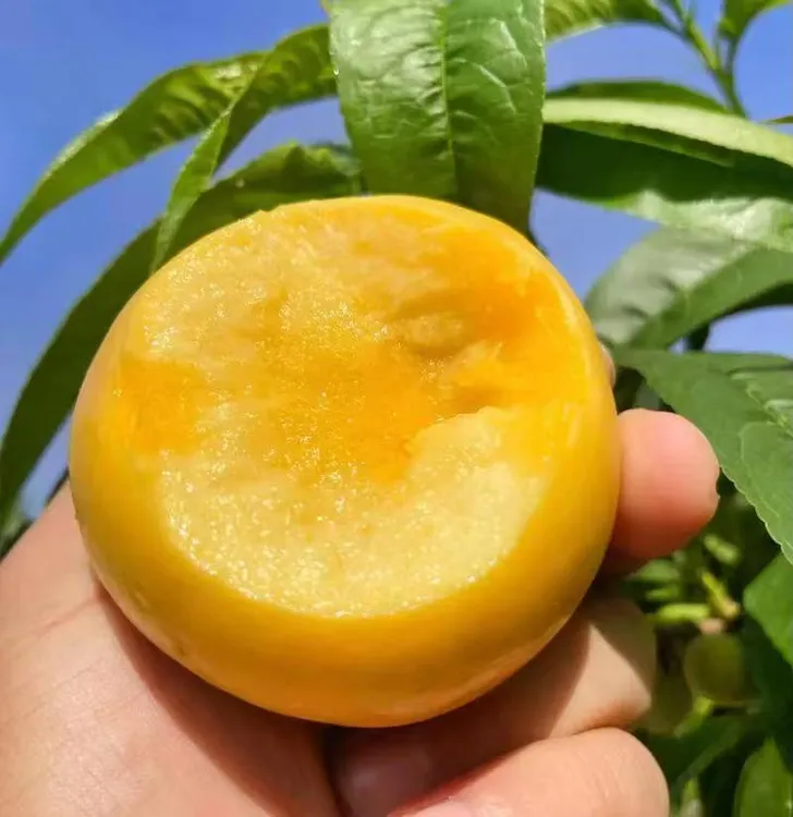 北京平谷黄金澳油黄油桃新鲜应季水果/脆甜/产地直发