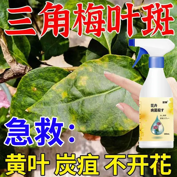 三角梅叶片叶斑病专用抑菌剂斑点落叶白粉病炭疽病病毒病营养液肥