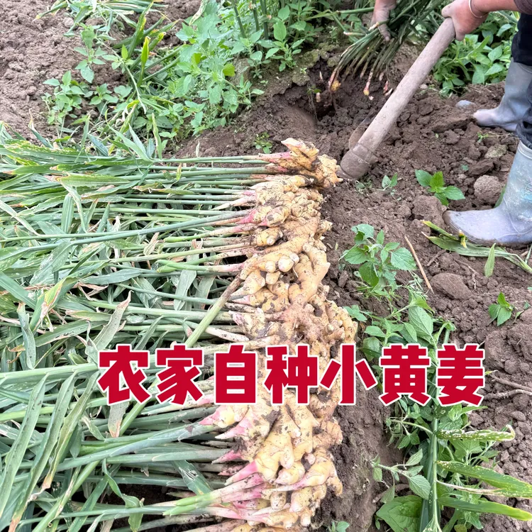 云南高山种植新鲜现挖小黄姜正宗嫩姜辛辣多汁姜味浓郁生姜