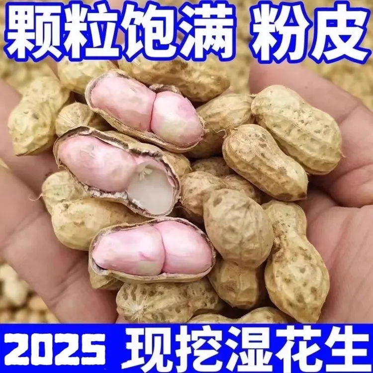 25年新鲜湿花生现挖湿花生带壳花生生吃农家新鲜可水煮沙土花生