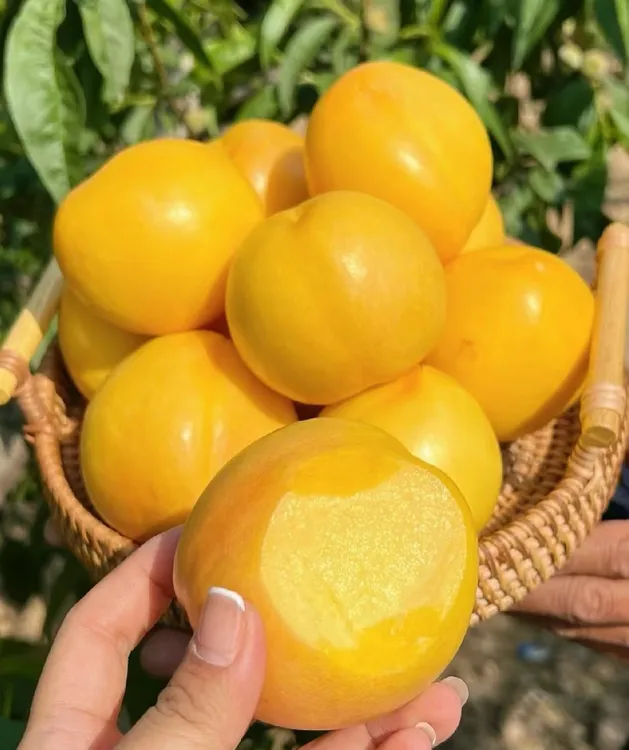 黄桃鲜果芒果油桃头茬黄桃当季水果香甜软糯脆甜黄金蜜桃