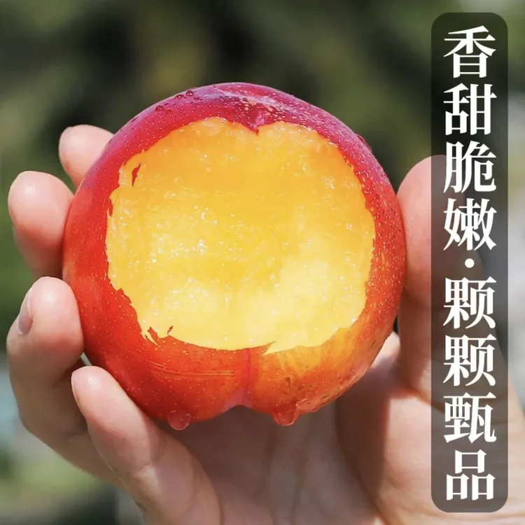 【10J糖果李】果王智利进口巨无霸糖果李新鲜水果应季水果包邮到家