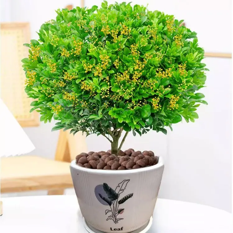 浓香型米兰盆栽花卉四季开花可驱蚊适合室内外养殖