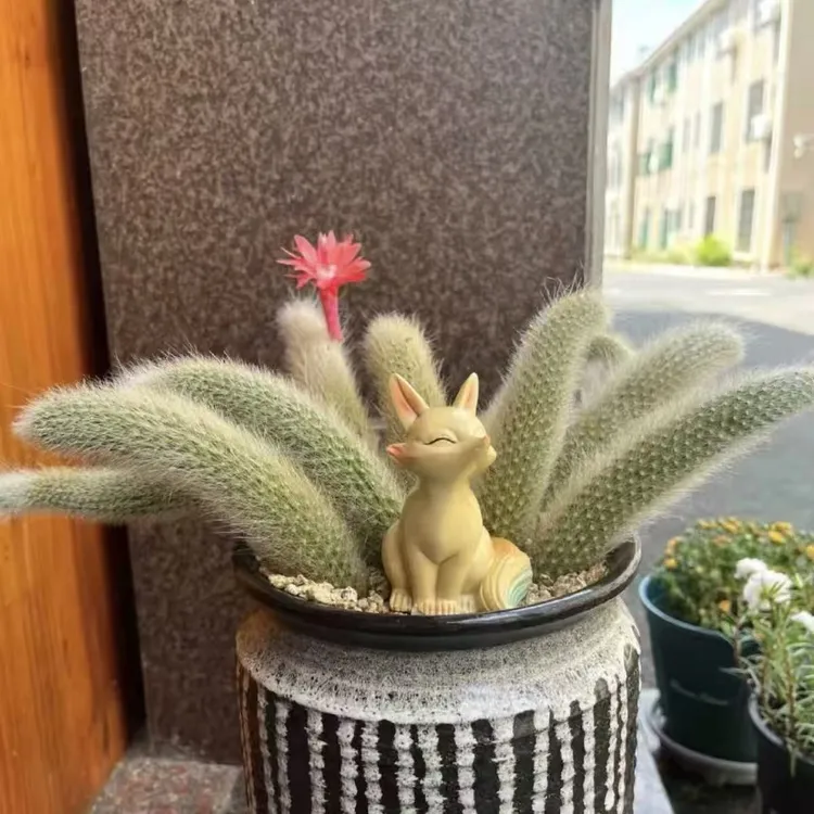 可开花九尾狐小苗苗多肉植物盆栽室内外绿植好养活