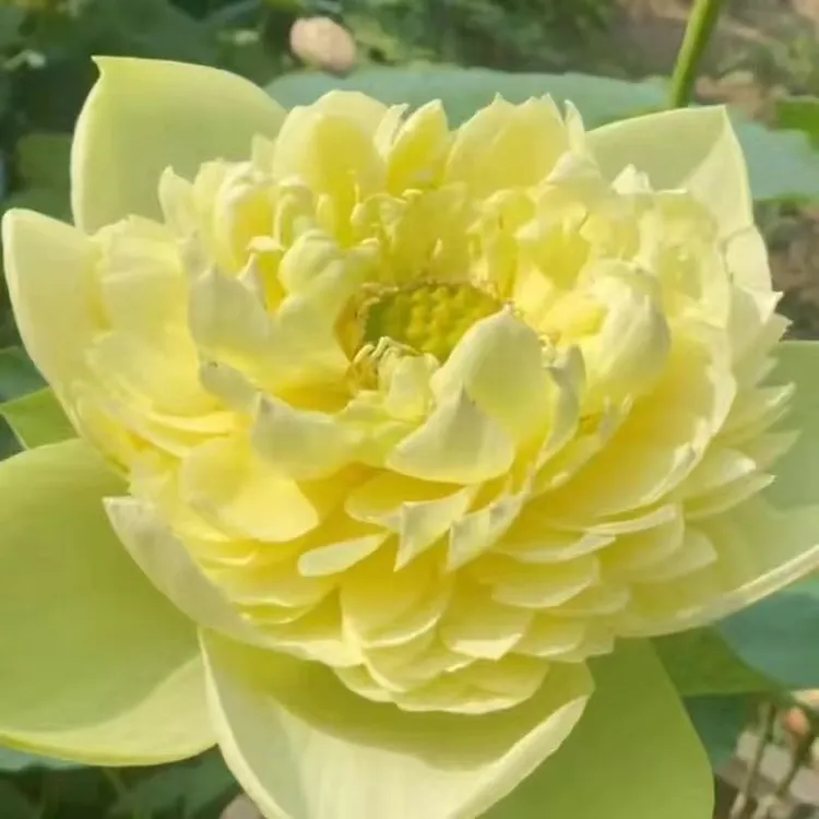 大花重瓣荷花带盆带土种好可室内外盆栽