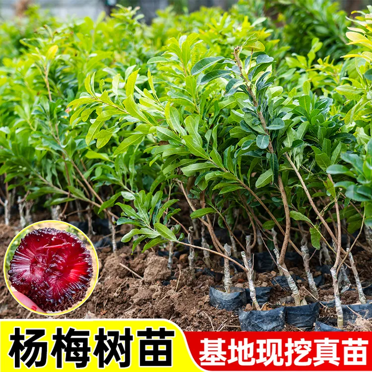 杨梅苗嫁接苗南北方可种植正宗东魁盆栽黑炭果树带土带叶基地直发