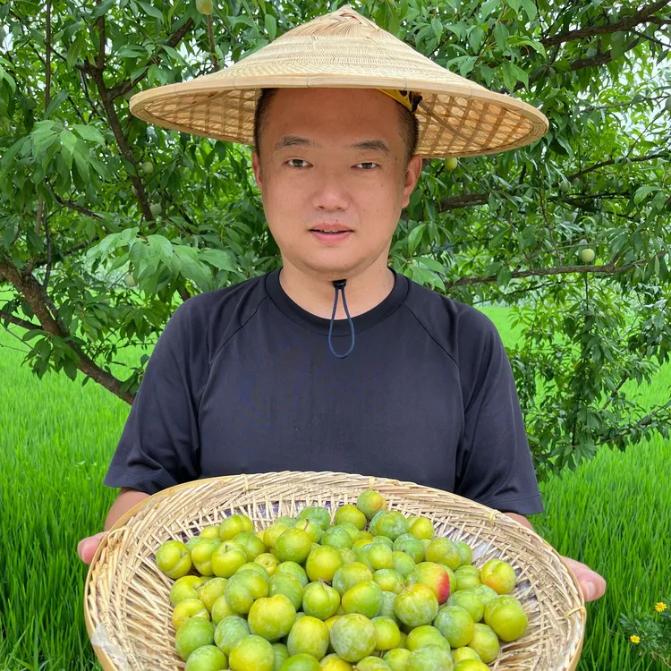 【李子】5斤/3斤李子重庆铜梁小林高山青脆李脆甜酸爽口统果