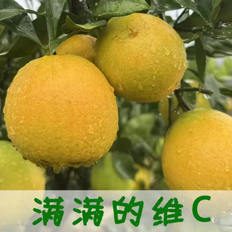 贵州高原罗甸脐橙当季应季水果新鲜清甜多汁