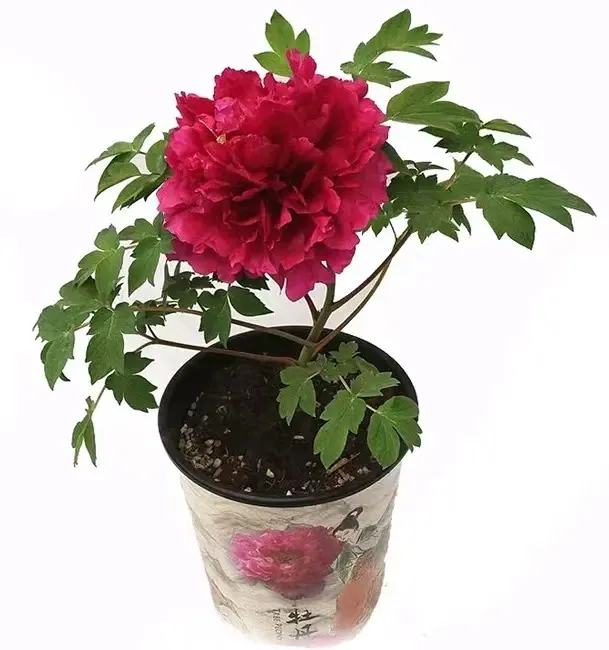 （花王）案头 一枝独秀 国色芳华 牡丹鲜花 年宵花 盆栽