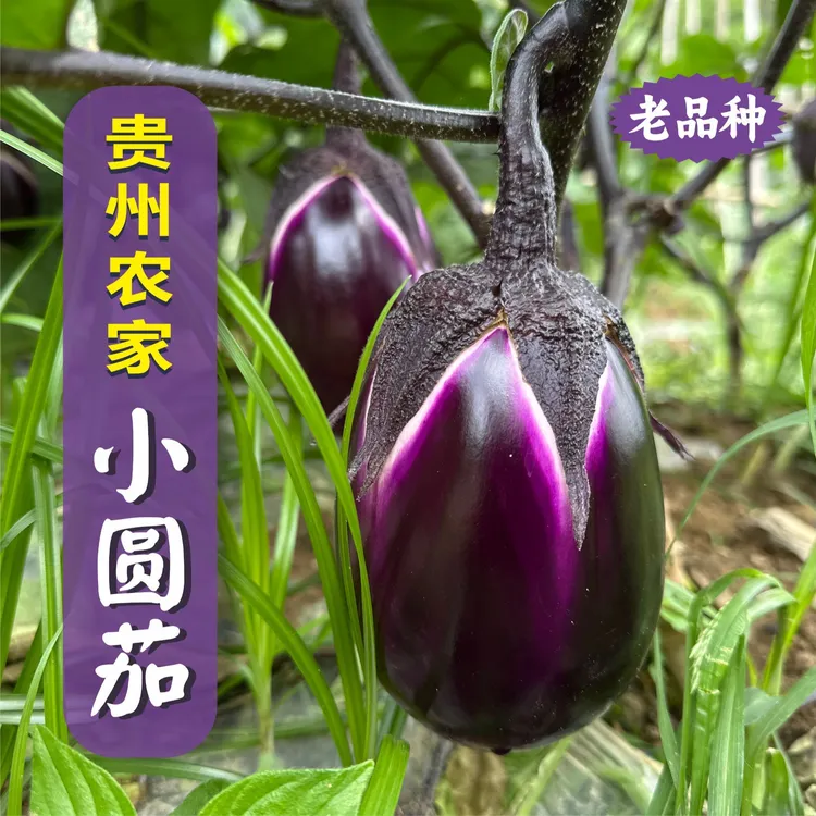 【贵州农家小圆茄】农户高山露天自种应季蔬菜土茄子（中通包邮）