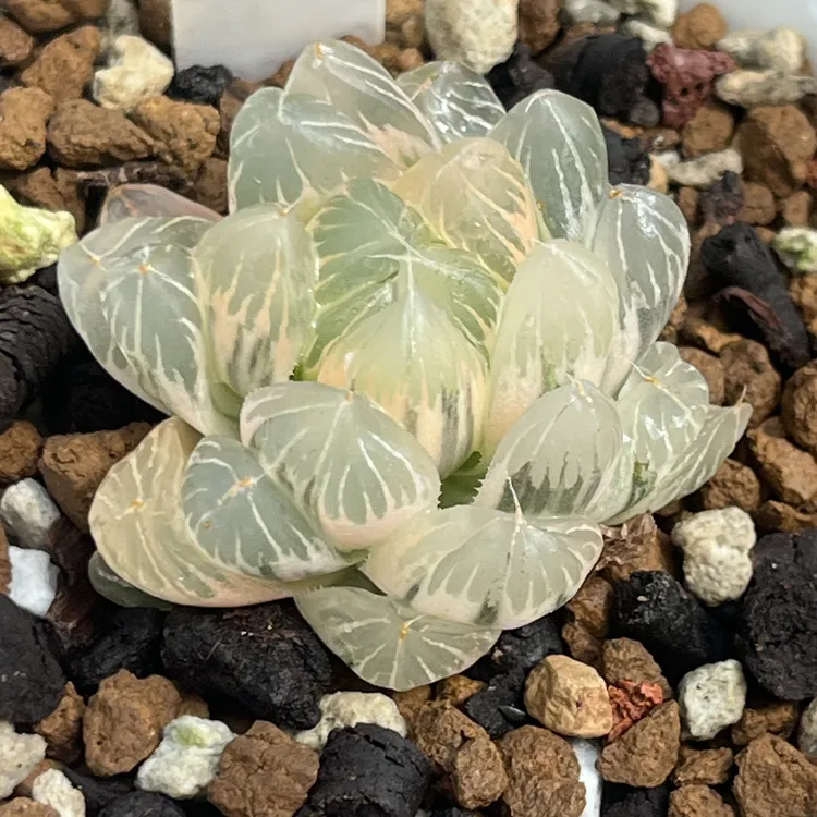 《528实生玉露锦》多肉植物一物一拍带盘发货