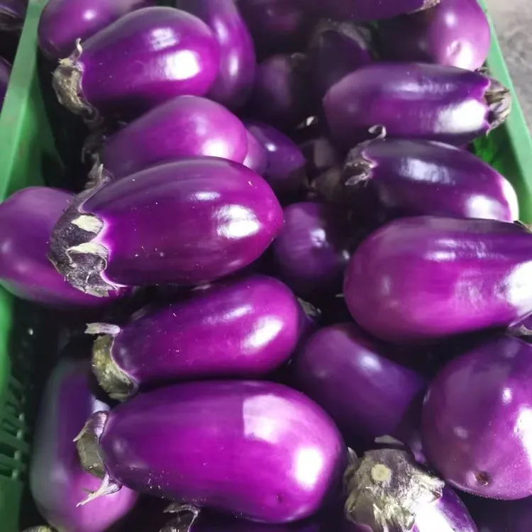 【中通生鲜送货上门专线】贵州高山现摘新鲜蔬菜黑紫色紫皮茄子圆茄
