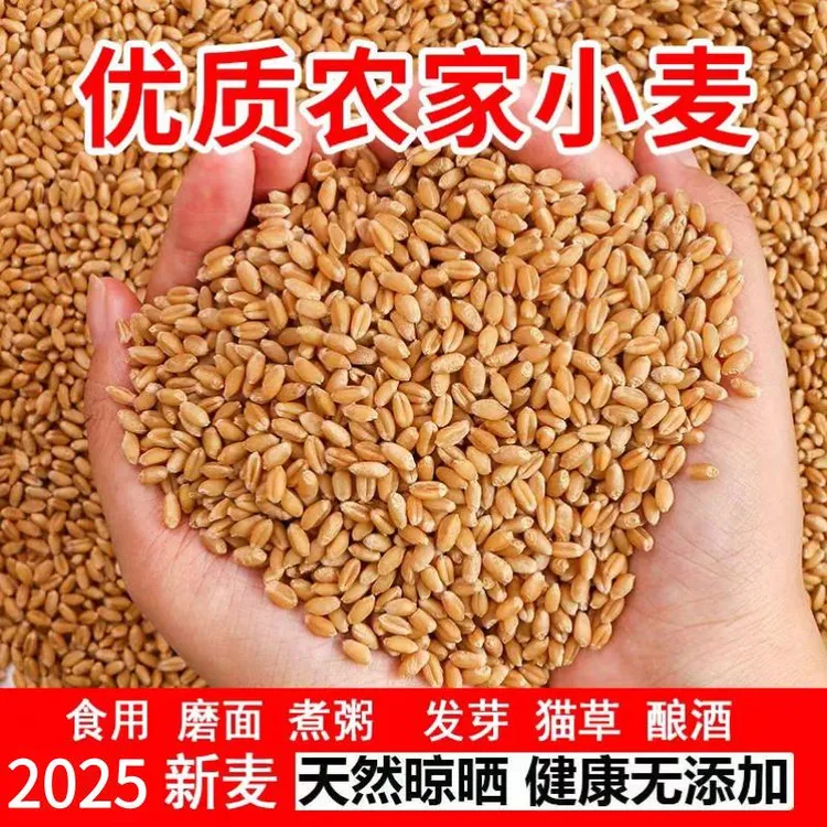 2025新带皮小麦粒食用磨面发芽苗草做麦芽糖榨汁酿酒原麦子麦子粒