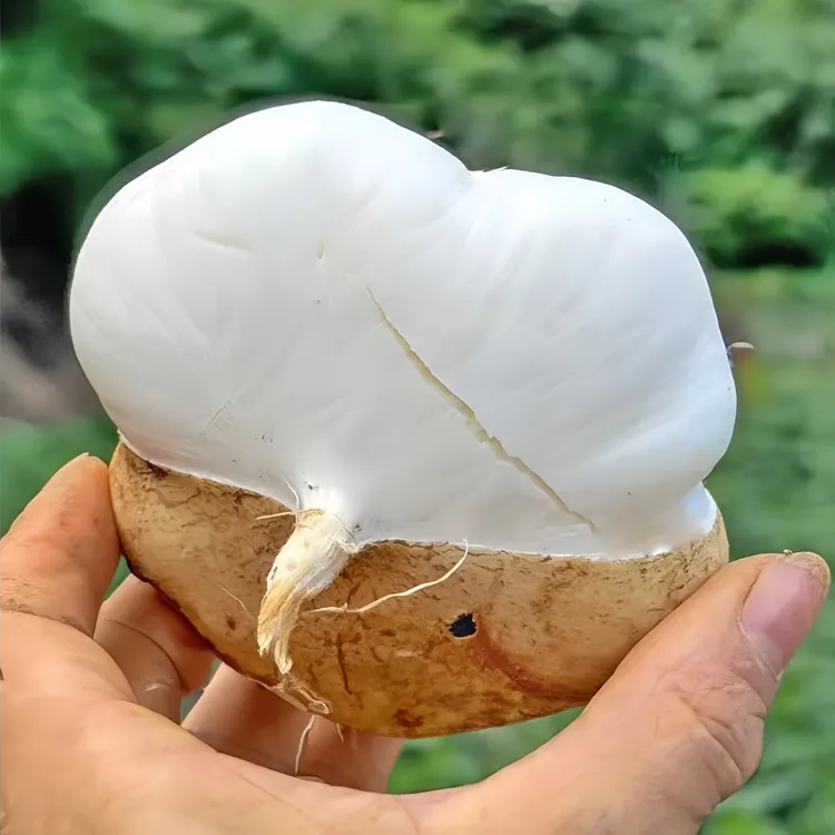 【新鲜地萝卜】凉薯地瓜白瓜贵州品种土瓜豆薯沙葛清甜水果地下雪梨