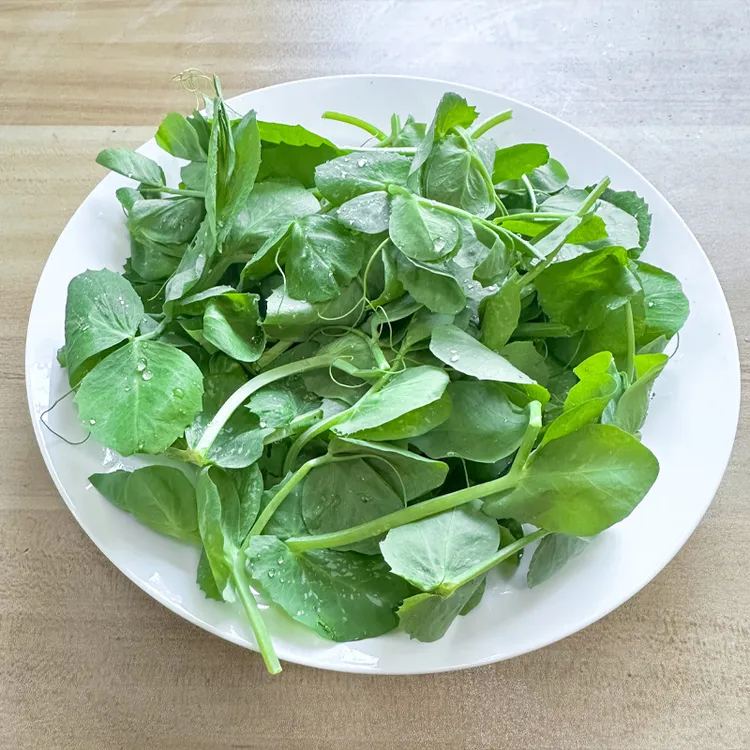 新鲜本地豌豆尖 火锅酸汤嫩尖应季时令豌豆苗现摘 多省5件包邮