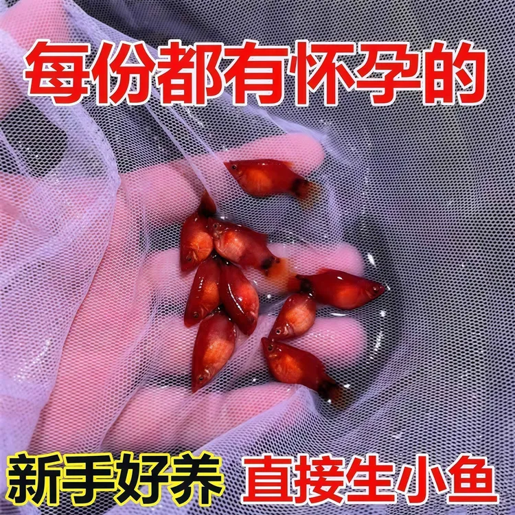 胎生米奇鱼玛丽球鱼观赏鱼小型淡水好养红皮球鱼孕母临产鲜活水草