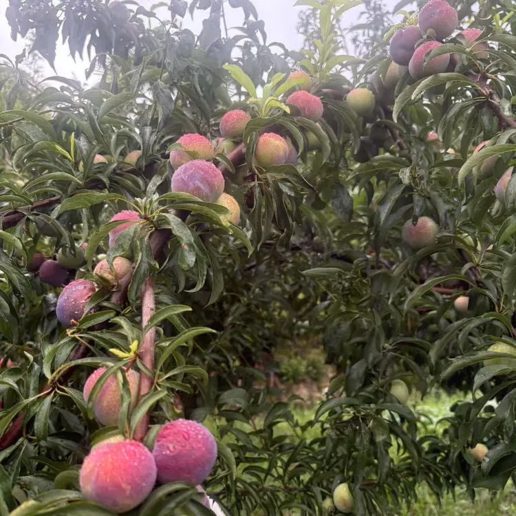 万源半边红李子新鲜脆甜现摘现发