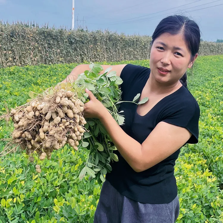 新鲜现挖沙土地粉皮花生可生吃水煮农家自种