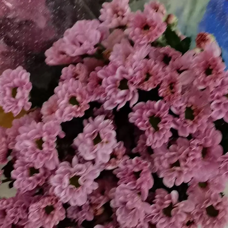 粉色小雏菊一把10支装