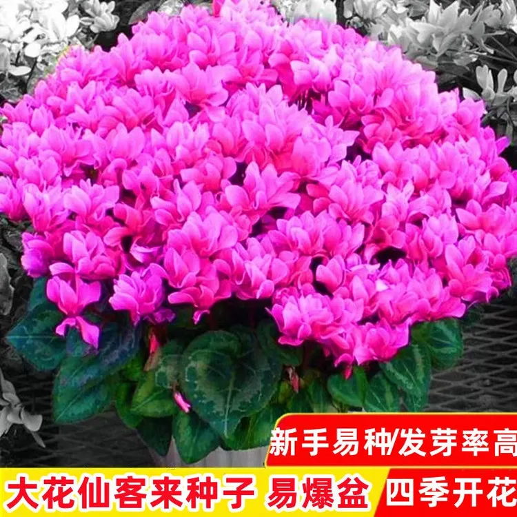 {超值}大花仙客来种子仙客来盆栽种籽年宵花卉种子阳台四季开花室