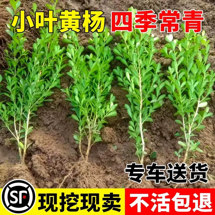 小叶黄杨苗瓜子黄杨苗法国冬青苗冬青苗金边黄杨庭院花卉绿篱树苗