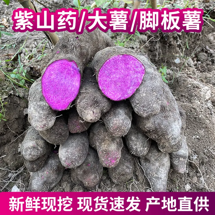 紫山药新鲜现挖紫色大薯脚板薯毛薯紫玉淮山江西紫人参营养蔬菜