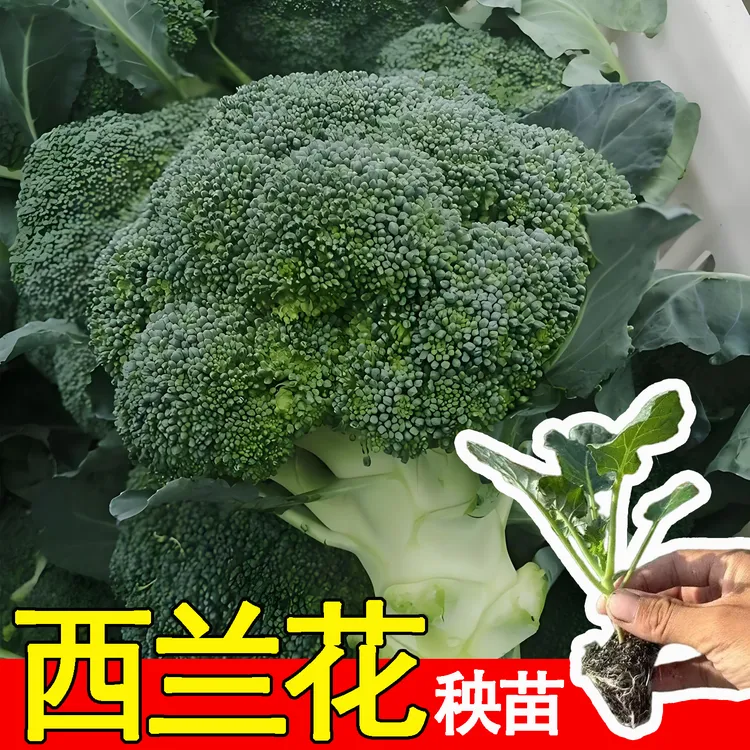西兰花苗有机西蓝花秧苗西兰花苗秋冬高产耐寒可四季种植带土发货