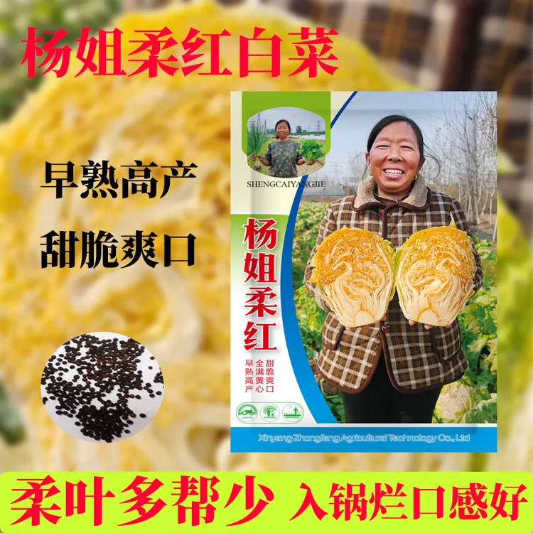 杨姐柔红大白菜种子早熟黄心包头白菜种子柔叶多帮少