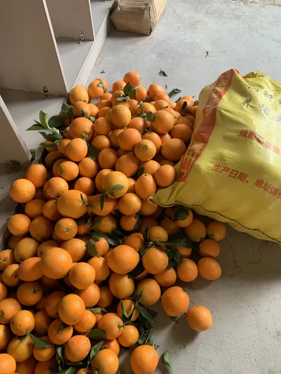 贵州省黔东南村超圣地榕江新鲜脐橙应季现摘手剥甜橙孕妇水果