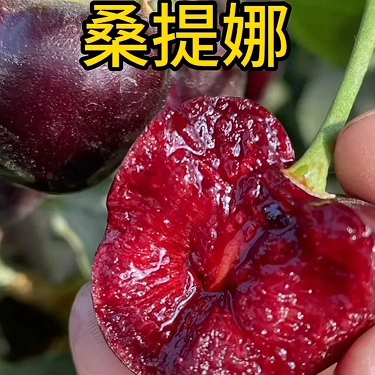 【张班长】正宗对版车厘子树苗【2厘米左右】自花授粉5棵组合