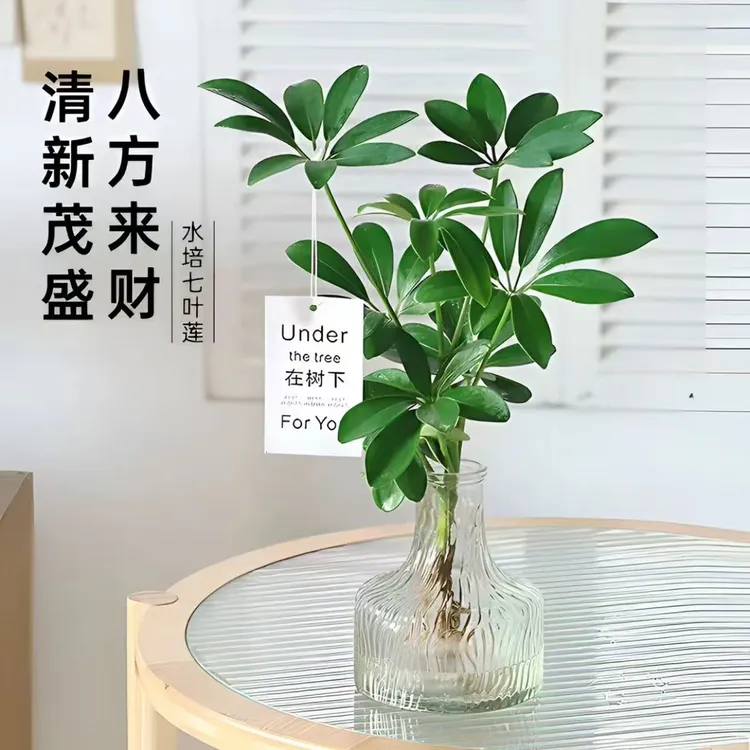 水培七叶莲鸭脚木绿植盆栽室内外生长四季常青观叶植物