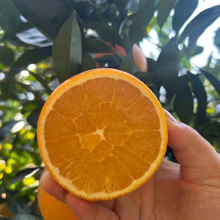 正宗赣南脐橙无籽新鲜水果果园产地直发Aaa