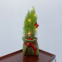 【圣诞树】圣诞快乐香松盆栽室内办公桌面绿植装饰节日送人礼物