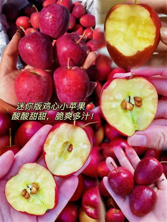 东北鸡心果新鲜采摘脆爽多汁产地直销果园直发