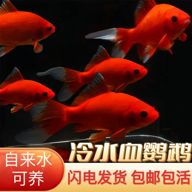 冷水鹦鹉鱼招财红鱼淡水好养易活冷水鱼苗观赏鱼活鱼金鱼耐活锦鲤