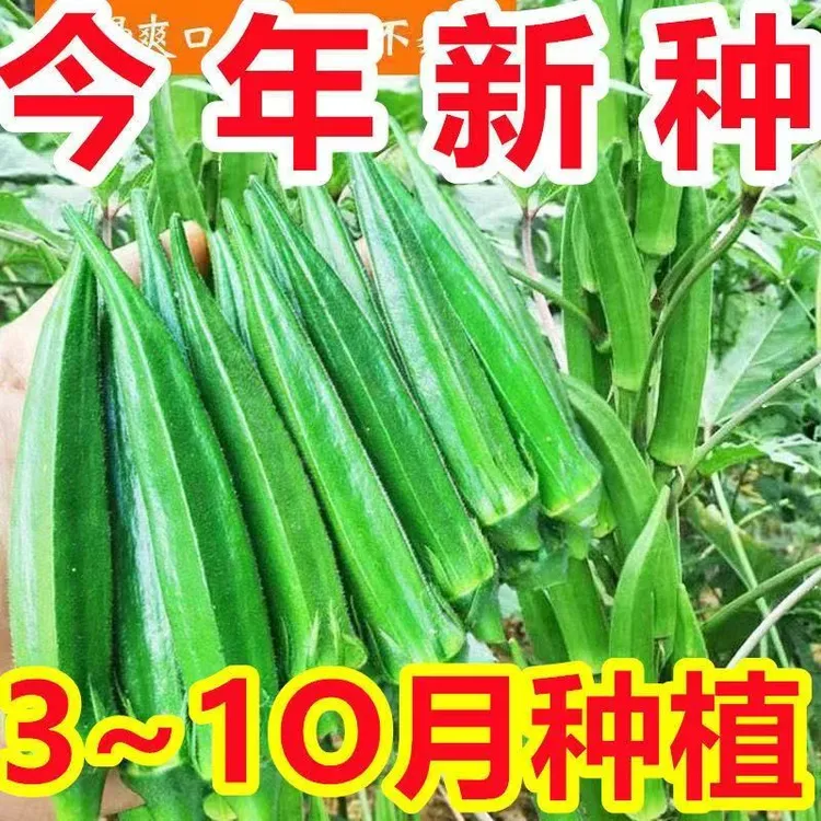 不易老水果秋葵种子生吃好种的水果黄色秋葵籽